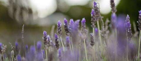 Organic Essential Oils